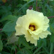 Mexická bavlna - Gossypium hirsutum - semena bavlny - 5 ks