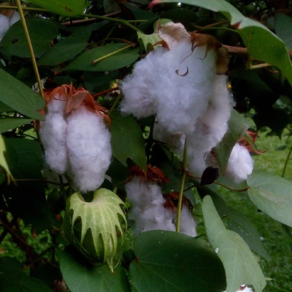 Mexická bavlna - Gossypium hirsutum - semena bavlny - 5 ks