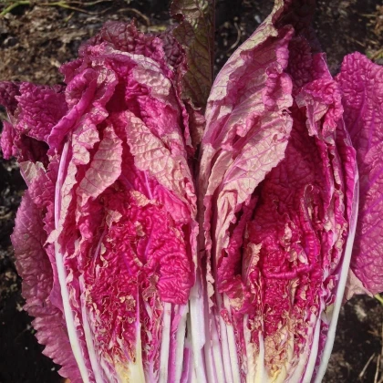 Zelí pekingské Scarvita F1 - Brassica pekinensis - semena zelí - 10 ks