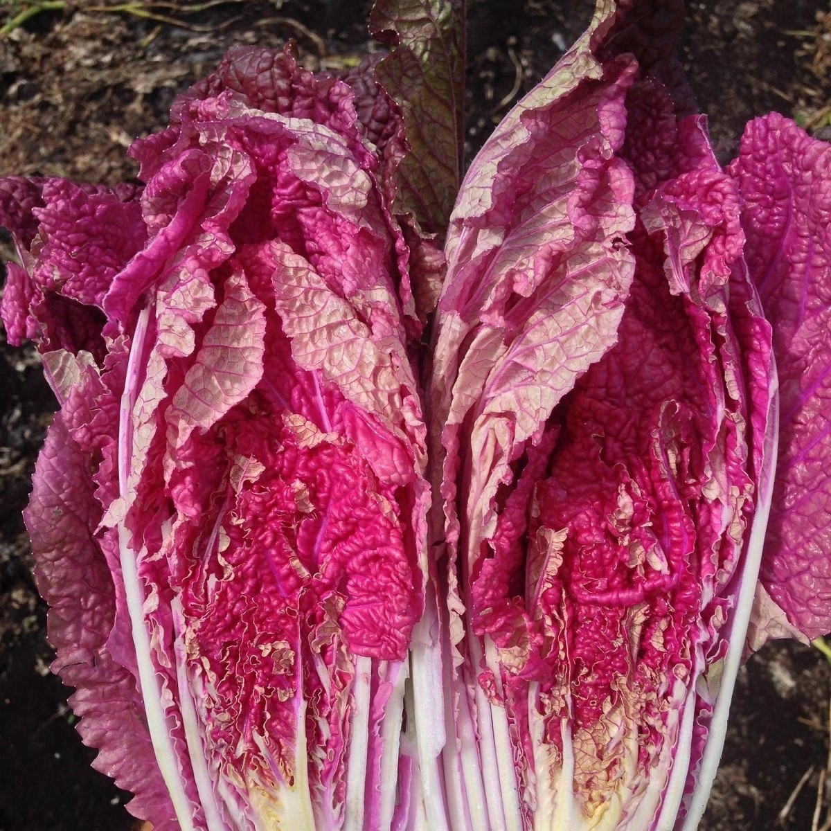 Zelí pekingské Scarvita F1 - Brassica pekinensis - semena zelí - 10 ks