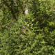 Smrk Wilsonův - Picea wilsonii - semena smrku - 12 ks