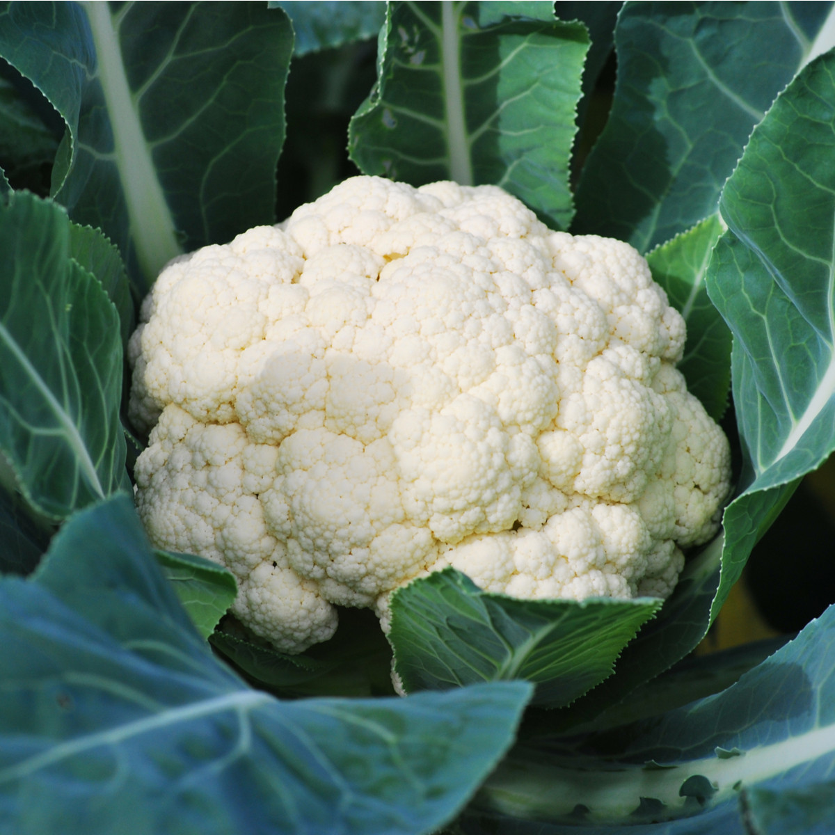 BIO Květák Neckarperle - Brassica oleracea - bio semena květáku - 20 ks