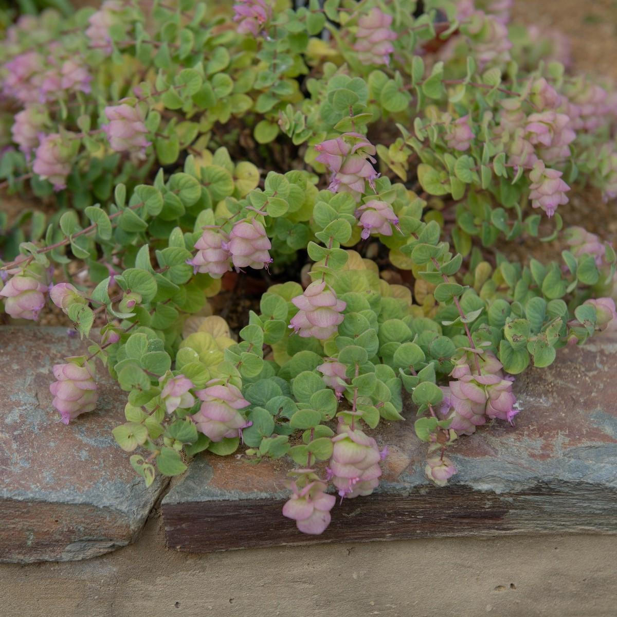 Okrasné oregano Kirigami - Origanum rotundifolia - semena oregana - 18 ks