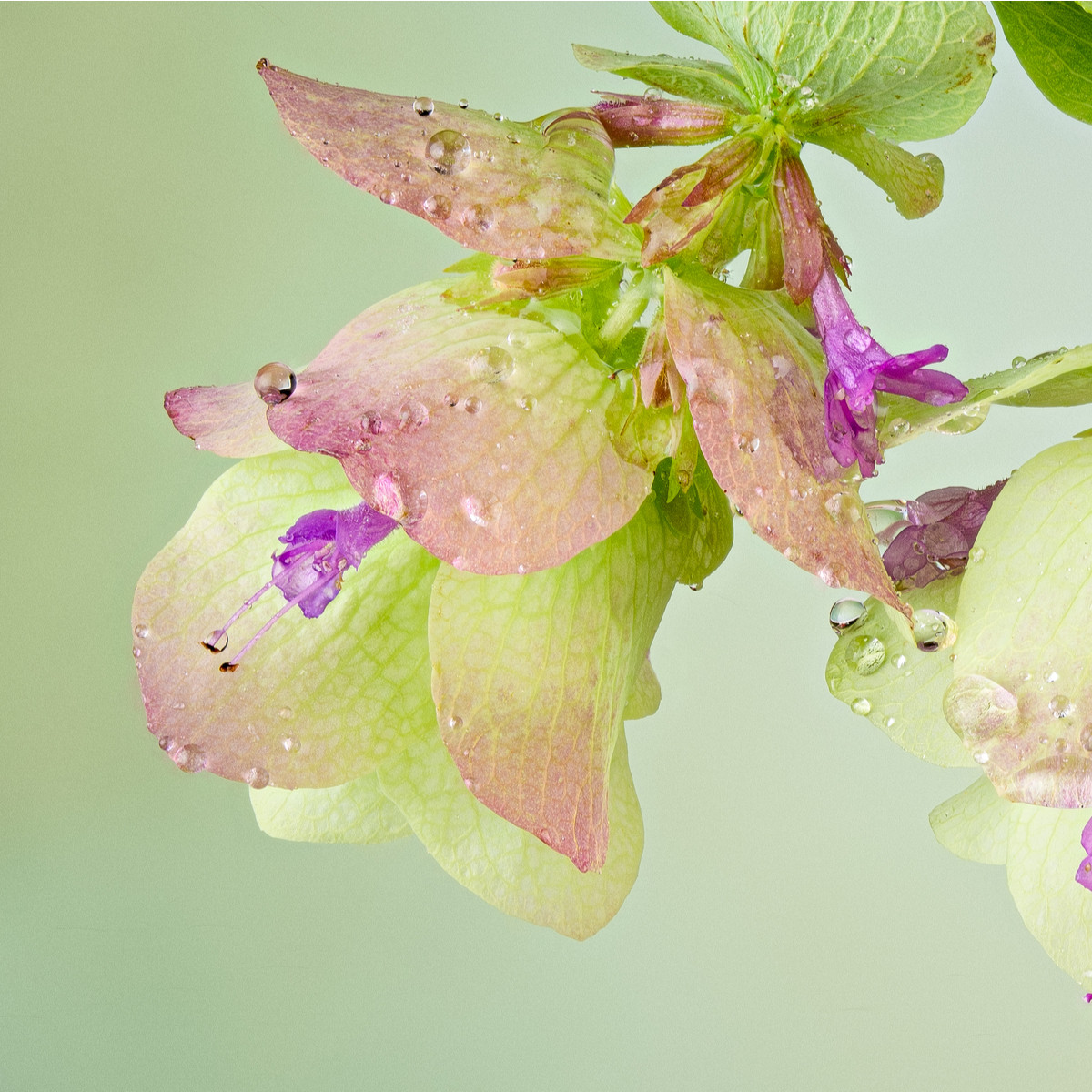 Okrasné oregano Kirigami - Origanum rotundifolia - semena oregana - 18 ks