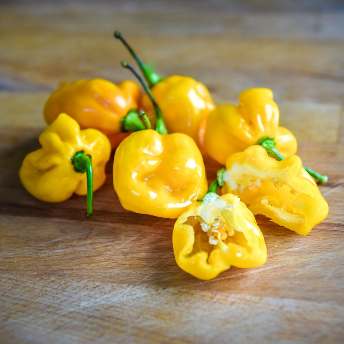 Chilli Big Sun Habanero - Capsicum chinense - semena chilli - 6 ks