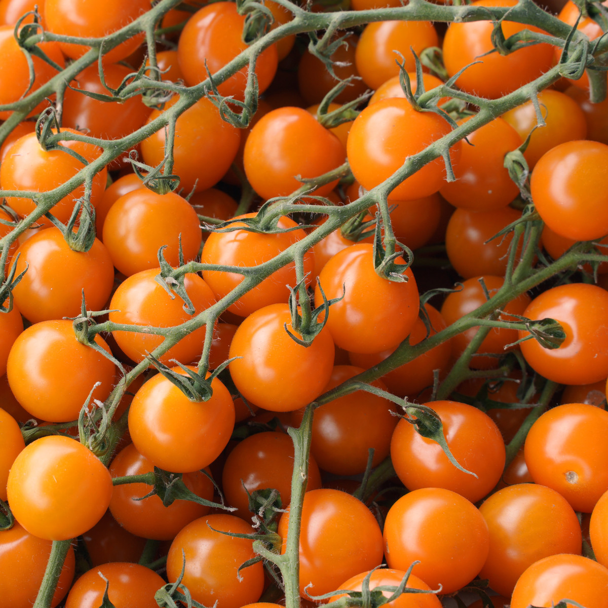 Rajče Aprikola F1 - Solanum lycopersicum - semena rajčete - 7 ks
