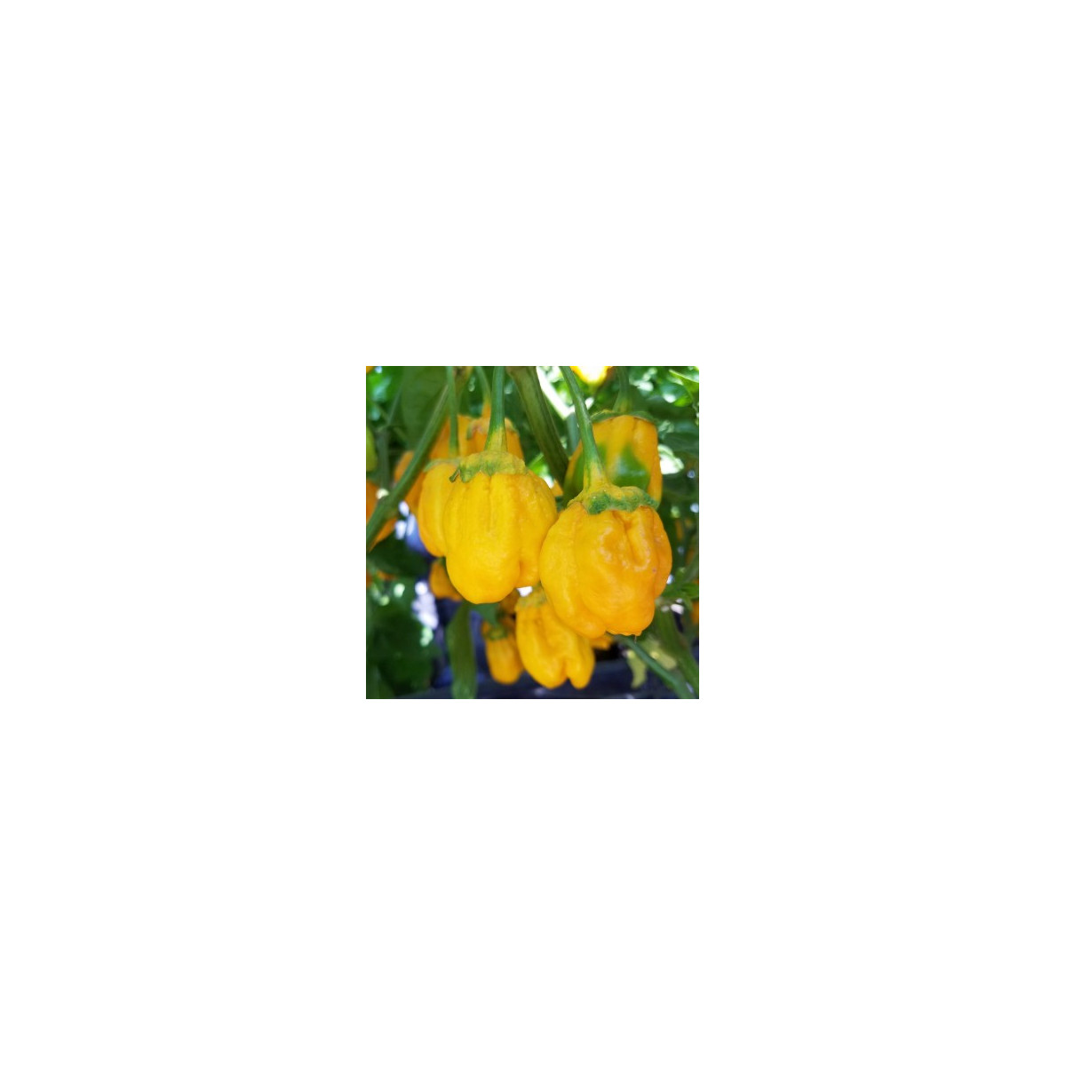 Chilli 7 Pot Bubblegum Yellow - Capsicum chinense - semena chilli - 7 ks