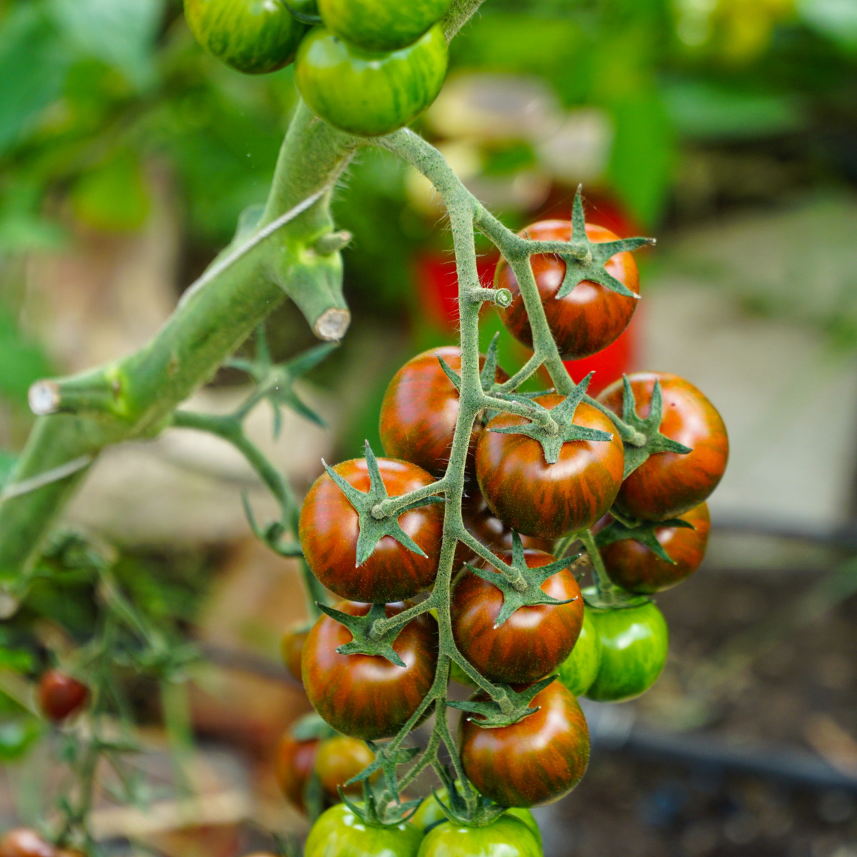 Rajče Tigrino - Solanum lycopersicum - semena rajčete - 25 ks