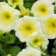 Petúnie Lavina Žlutá hvězda F1 - Petunia pendula - semena petúnie - 20 ks