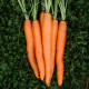 BIO Mrkev Amsterdam - Daucus carota - bio semena mrkve - 300 ks