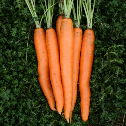 BIO Mrkev Amsterdam - Daucus carota - bio semena mrkve - 300 ks