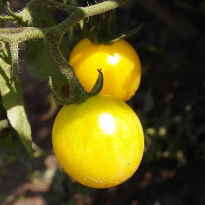 Rajče žluté Cerise - Solanum lycopersicum - semena rajčete - 10 ks