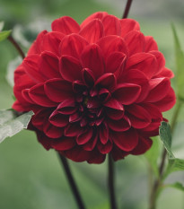 Jiřinka Thomas Edison - Dahlia - hlízy jiřinky - 1 ks