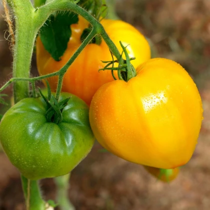 BIO Rajče Heart of Gold - Solanum lycopersicum - bio semena rajčete - 10 ks