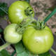 BIO Домат „White Beauty“ – Solanum lycopersicum – биологични семена от домати – 20 бр.