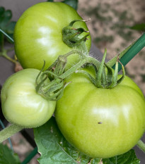 BIO Домат „White Beauty“ – Solanum lycopersicum – биологични семена от домати – 20 бр.