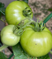 BIO Домат „White Beauty“ – Solanum lycopersicum – биологични семена от домати – 20 бр.