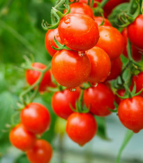 Rajče Sweet Aperitif - Solanum lycopersicum - semena rajčete - 6 ks