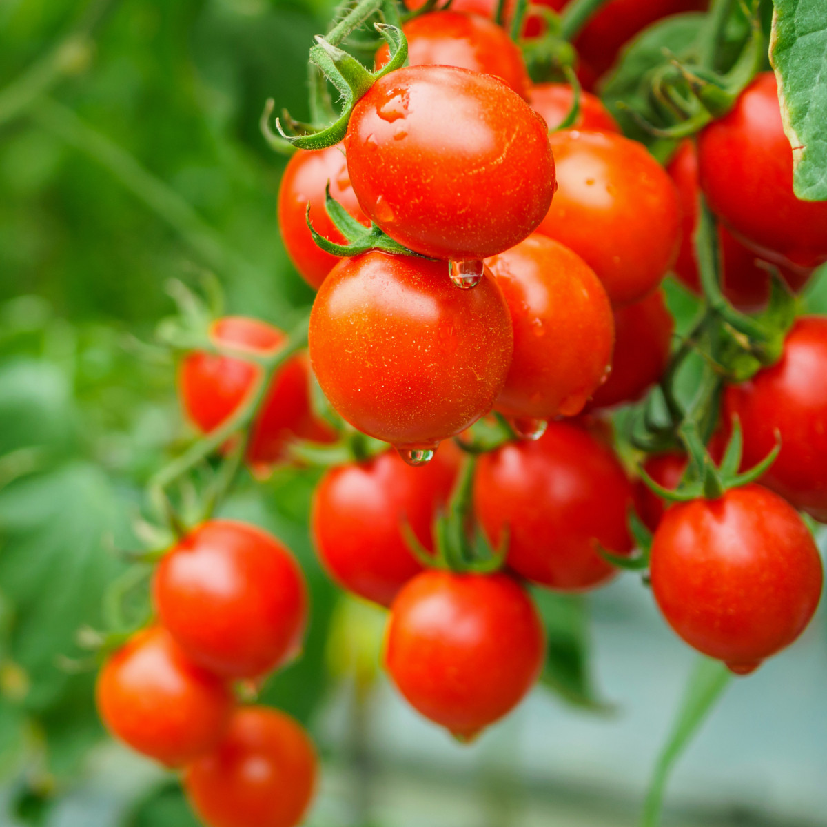 Rajče Sweet Aperitif - Solanum lycopersicum - semena rajčete - 6 ks
