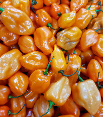 Оранжево чили „Бхут Джолокия“ – Capsicum chinense – семена от чили – 15 бр.