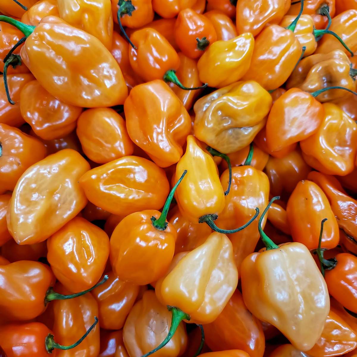 Оранжево чили „Бхут Джолокия“ – Capsicum chinense – семена от чили – 15 бр.