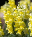 Hledík větší žlutý - Antirrhinum majus - semena hledíku - 20 ks