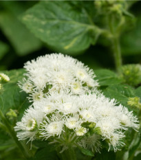 Nestařec americký White Mountain - Ageratum houstonianum - semena nestařce - 30 ks