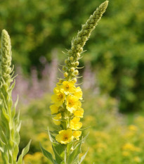 Divizna sápovitá - Verbascum phlomoides - semena divizny - 0,1 g