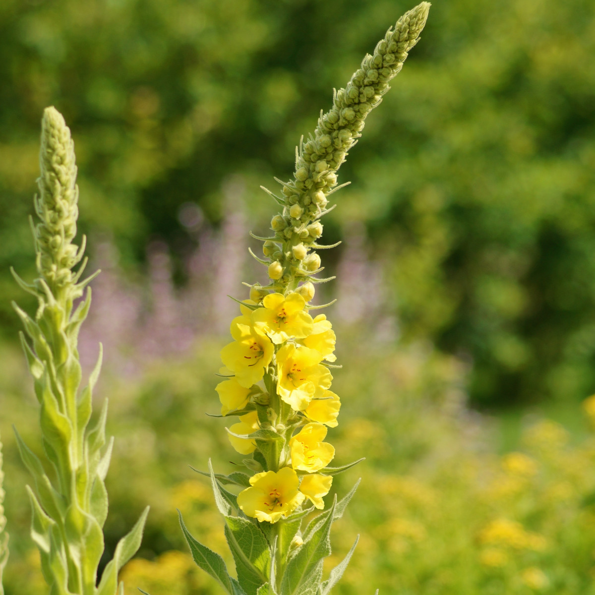 Divizna sápovitá - Verbascum phlomoides - semena divizny - 0,1 g