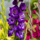 Gladioly směs - Gladiolus - hlízy mečíku - 9 ks