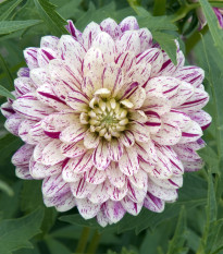 Jiřinka Smokey - Dahlia - hlízy jiřinky - 1 ks