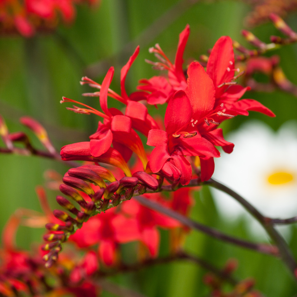 Montbrécie Lucifer - Crocosmia - hlízy montbrécie - 4 ks