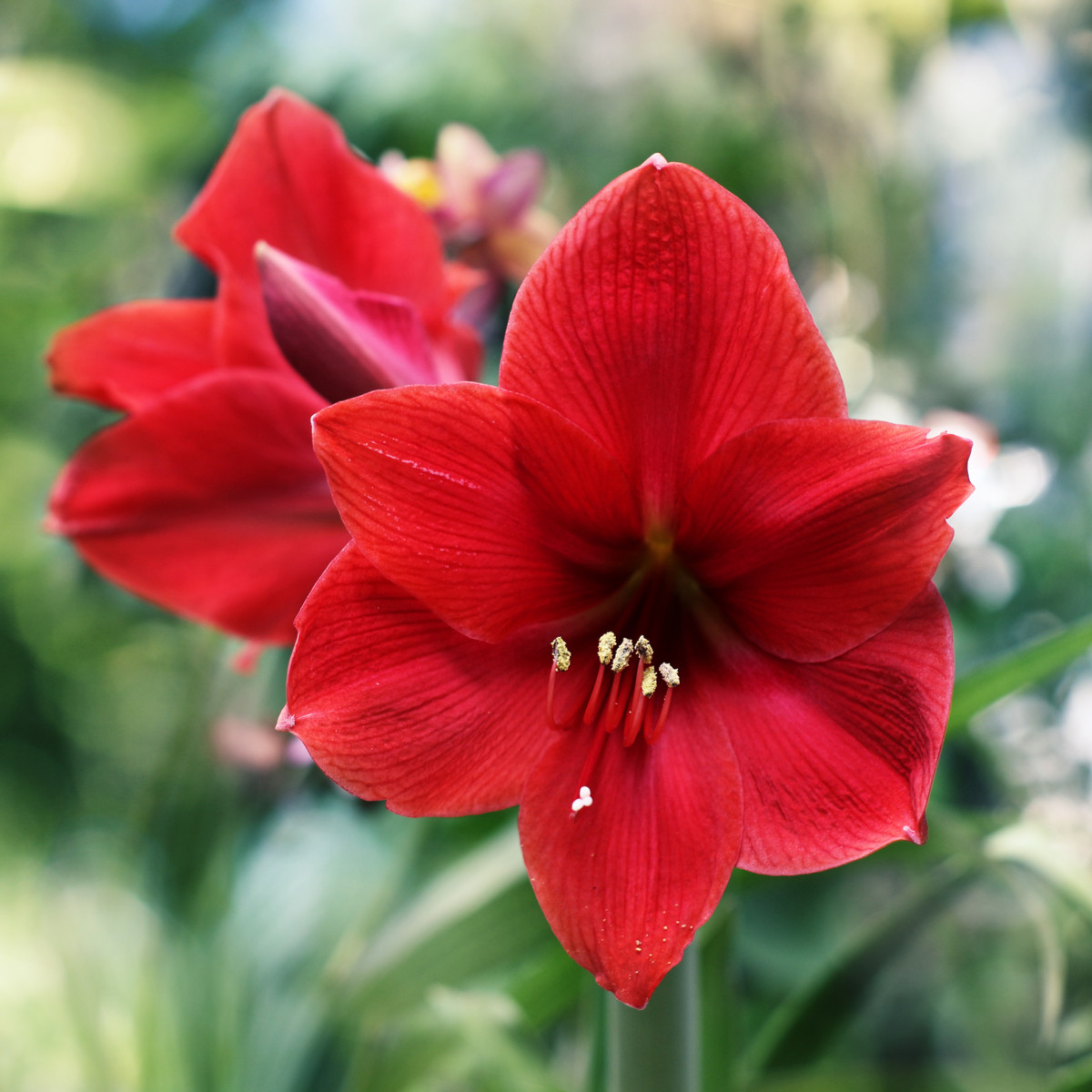 Hvězdník Red Lion - Hippeastrum - cibule hvězdníku - 1 ks