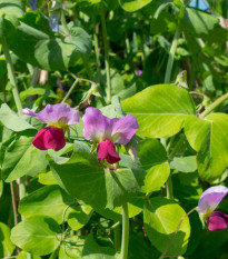 BIO Hrách cukrový Golden Sweet - Pisum sativum - bio semena hrachu - 35 ks