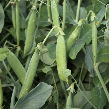 BIO Hrách dřeňový Maxigolt - Pisum sativum - bio semena hrachu - 35 ks
