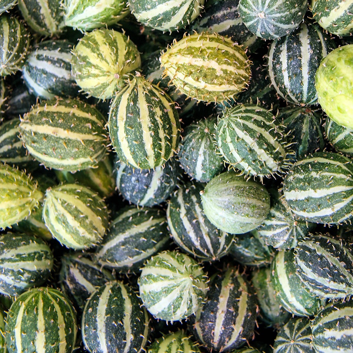 Okurka angreštová - Cucumis myriocarpus - semena okurky - 6 ks