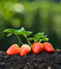 Jahodník Honeyo - Fragaria ananassa - prostokořenné sazenice jahodníku - 5 ks