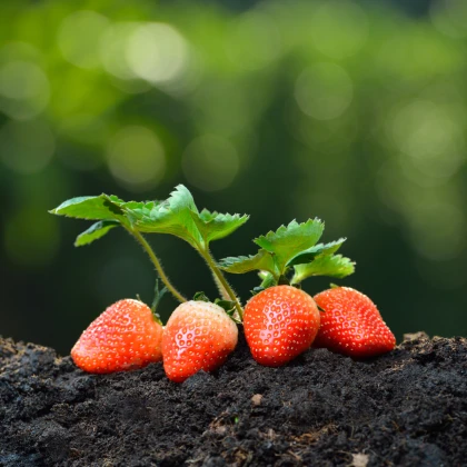 Jahodník Honeyo - Fragaria ananassa - prostokořenné sazenice jahodníku - 5 ks