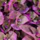 BIO Lebeda zahradní - Atriplex hortensis - bio semena lebedy - 40 ks