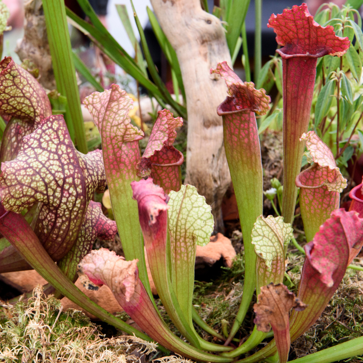 Špirlice mix - Sarracenia - semena špirlice - 10 ks