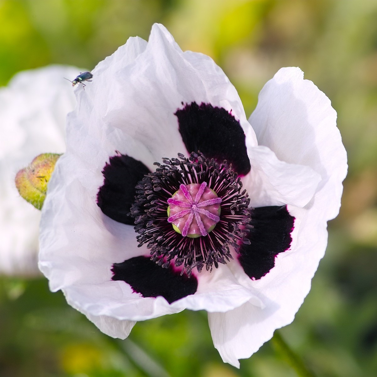 Mák východní Checkers - Papaver orientale - semena máku - 50 ks