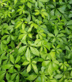 Ženšen pětilistý - Gynostemma pentaphyllum - semena ženšenu - 7 ks