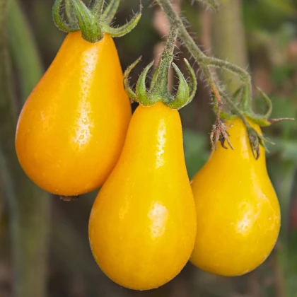 Rajče Žlutá hruška - Solanum lycopersicum - semena rajčete - 6 ks