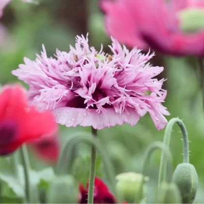 Mák okrasný Lilac Pompon - Papaver somniferum - semena máku - 200 ks