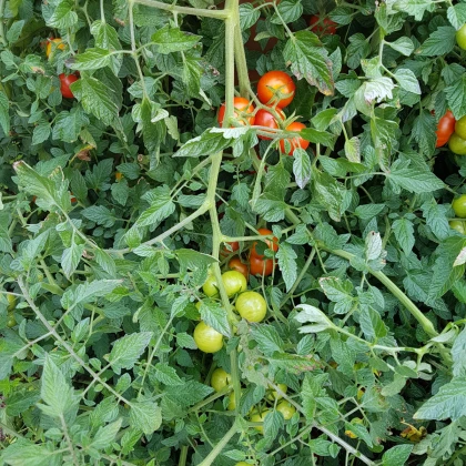 BIO Rajče Primabella PhR - Solanum lycopersicum - bio semena rajčete - 8 ks