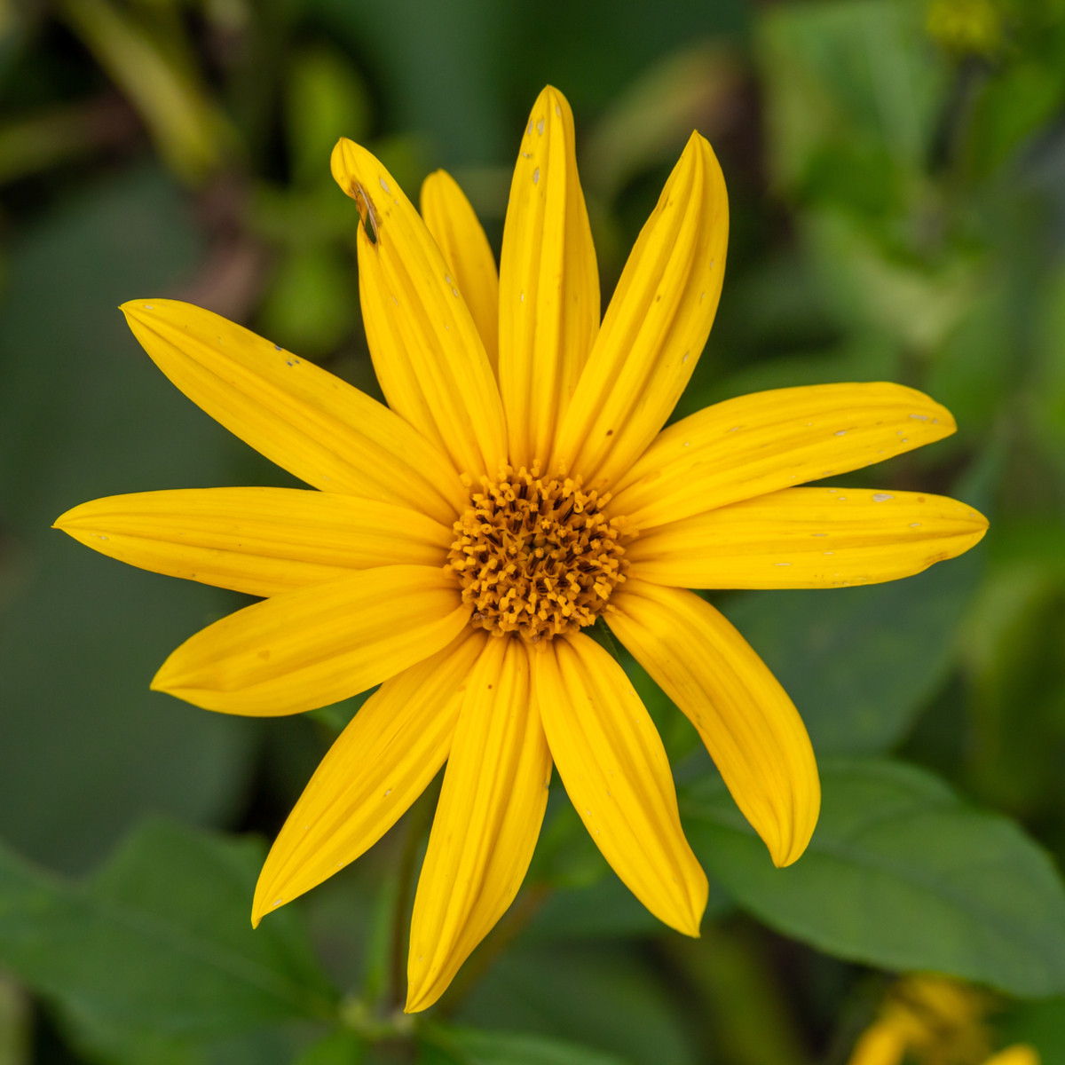 Topinambur červený Violet de Rennes - Helianthus tuberosus - prostokořenné sazenice topinamburu - 1 ks