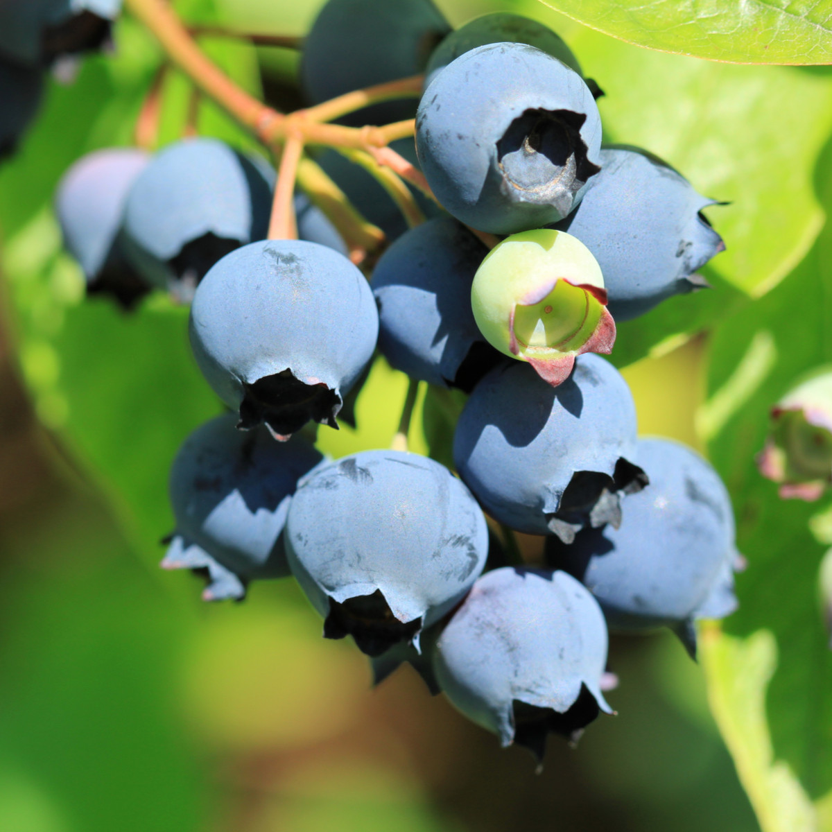 Borůvka kanadská - Vaccinium corymbosum - sazenice borůvky - 1 ks