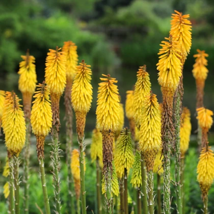 Mnohokvět Minister Verschuur - Kniphofia - prostokořenné sazenice mnohokvětu - 1 ks