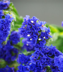 Limonka chobotnatá QIS Pale Blue - Limonium sinuatum - semena limonky - 30 ks
