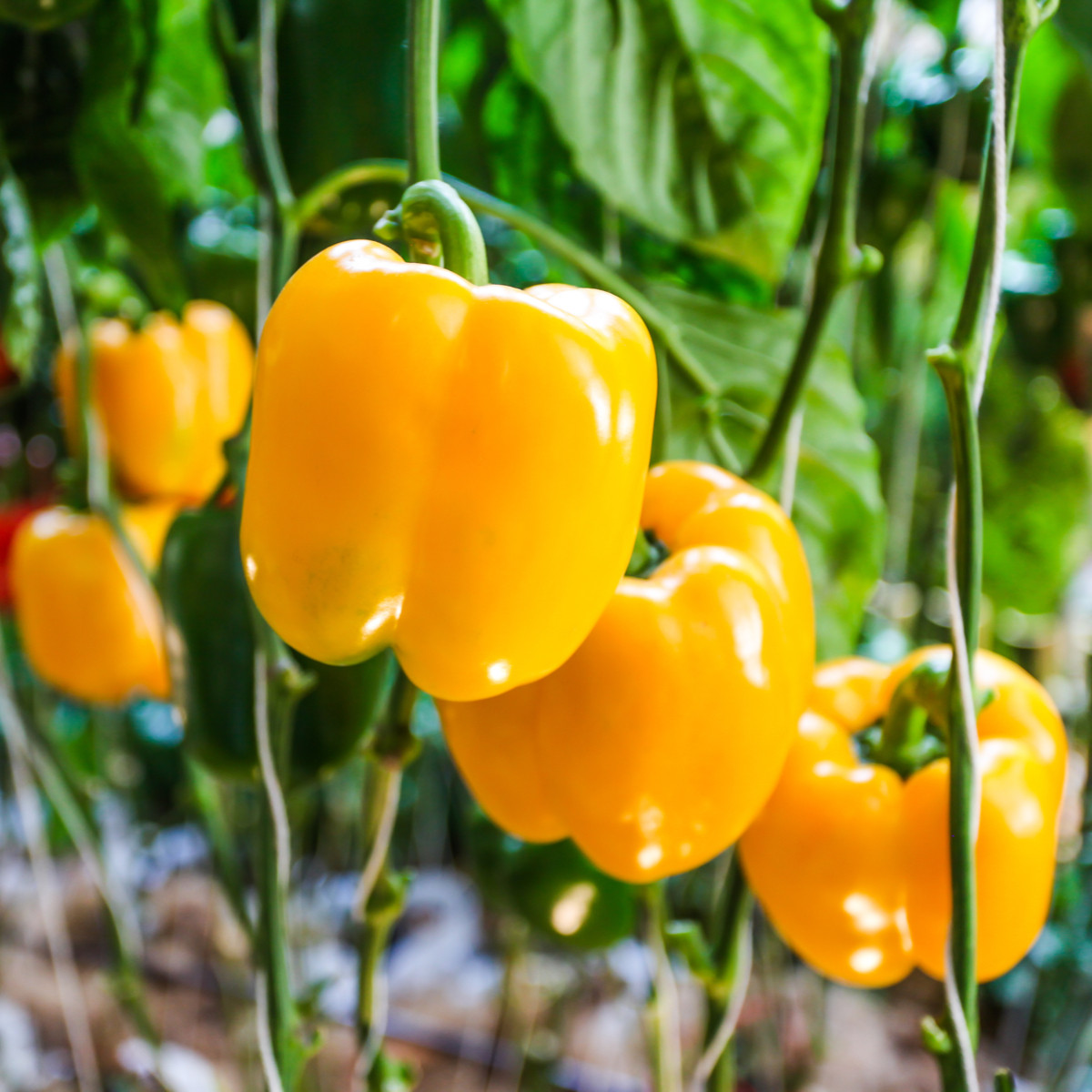 Paprika Snack Yellow - Capsicum annuum - semena papriky - 6 ks